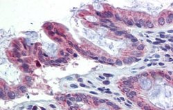 TULP2 Rabbit anti-Human, Polyclonal, Novus Biologicals 100 &mu;g; Unconjugated:Antibodies,